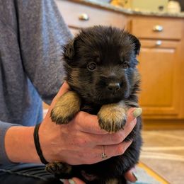 Pink - Black and tan female German Shepherd puppy in Rochester, Massachusetts from Von Liebenhaus