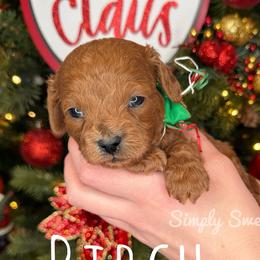 Birch- Blue Collar - Red male Cavapoo puppy in South Jordan, Utah from Simply Sweet Paws. LLC
