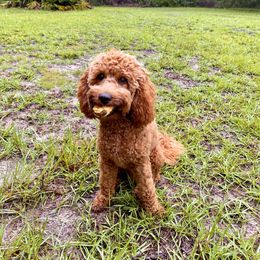 Cockapoo All Grown Up from Lakeside Cockapoos