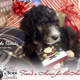 Bernedoodle Puppies from A Star is Born Doodles