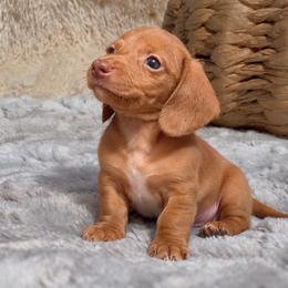 Mattie - Red female Dachshund puppy in Fredricktown, Missouri from Ivy Cream Dachshunds