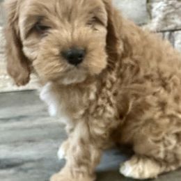Cavapoos from Beyond Tails