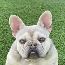French Bulldogs from Our Frenchie Farm