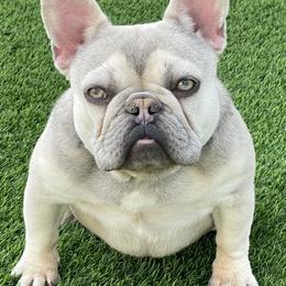 French Bulldogs from Our Frenchie Farm