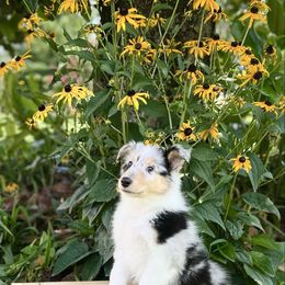 Cinderella - Blue merle female Collie puppy in Chilhowie, Virginia from Jolly Collies & Kingdom Elite Yorkshire Terriers