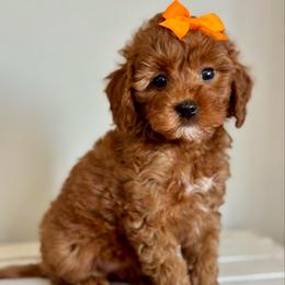 Orange - Red  female Goldendoodle puppy in Hesperia, Michigan from Red Acres Poodles & Doodles