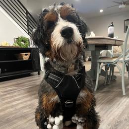 Tilly - Bernedoodle