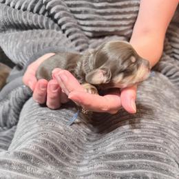Birch - Chocolate and cream male Dachshund puppy in Bremen, Georgia from Jones Royal Kennels / Jones Miniature Dachshunds