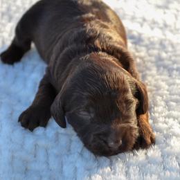 July - Chocolate male Goldendoodle puppy in Afton, Oklahoma from C5 Doodles