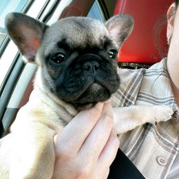 French Bulldog Puppies from MaFrenchiesBadandBoujee