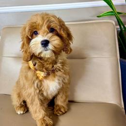 Benny - Red male Cavapoo puppy in Melissa, Texas from Southern Love Cavapoos & Maltipoos