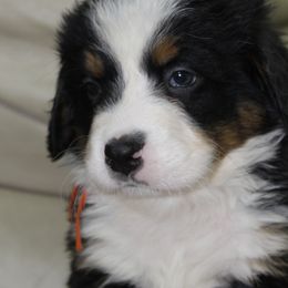 Orange - Black tan and white male Bernese Mountain Dog puppy in Manheim, Pennsylvania from Gold Point Pups