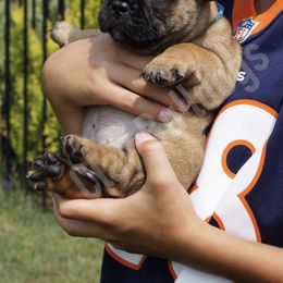 English Bulldog and French Bulldog Puppies from ClayBulldogs