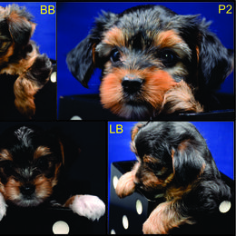 "Mixed Yorkie and Biewer" Biewer Terrier and Yorkshire Terrier Puppies from NorCal Terrier Kennel