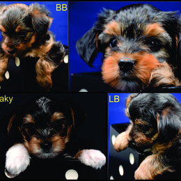 "Mixed Yorkie and Biewer" Biewer Terrier and Yorkshire Terrier Puppies from NorCal Terrier Kennel