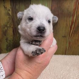 Pink Collar Female - Blue female Australian Cattle Dog puppy in Riverton, Utah from Rundown Ranch Cattle Dogs