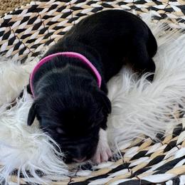 Honey - Black tri-color female Australian Shepherd puppy in Zwingle, Iowa from Homestead Aussies & Doodles