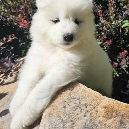 Samoyed Puppies from Rocky Mountain Samoyeds
