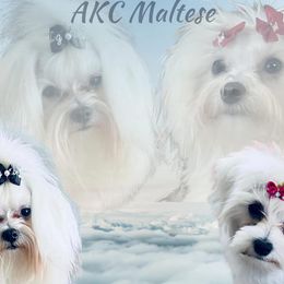 Maltese puppies from Rockin Rivers AKC Maltese & Malshi's