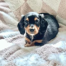 Flo - Black and tan female Dachshund puppy in Floral City, Florida from Daisy's Doxies