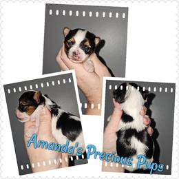 Parti Boy - Chocolate and tan male Yorkshire Terrier puppy in Wartburg, Tennessee from Amanda's Precious Pups