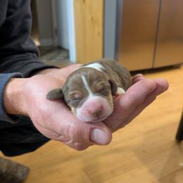 Hershey - Brown white and tan female Beagle puppy in Gunnison, Utah from Desert Sage Beagles