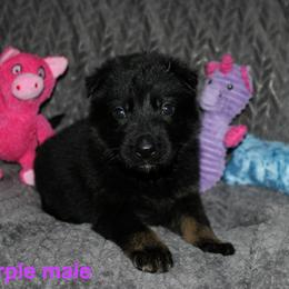 Purple male - Bi-color male German Shepherd puppy in Ann Arbor, Michigan from Von Der Havier German Shepherds