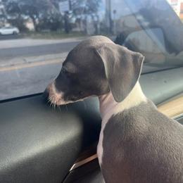 Italian Greyhound Puppies from Fisher Link