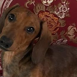 Pippin (Proud Pippin the Rouge Rogue) - Dachshund