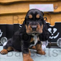 Dutchess - Black brown and white female Basset Hound puppy in Big Rapids, Michigan from Basket Hound Bassets