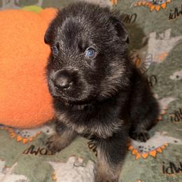 Maverick - Yellow Collar...Neon Yellow Collar - Bi-color male German Shepherd puppy in Davenport, Florida from Pray Love Shepherd Kennels