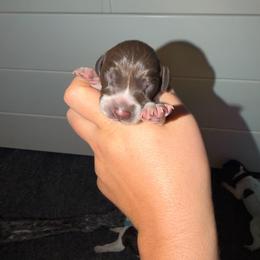 Buck - Liver roan male German Shorthaired Pointer puppy in San Tan Valley, Arizona from Upland Valley Kennels