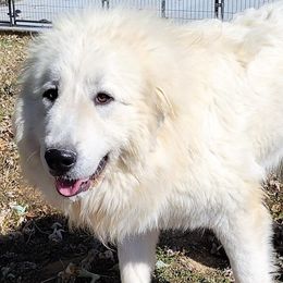 Myra - Great Pyrenees