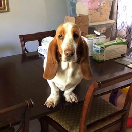 Basset Hounds from Lizzianna Basset Hounds