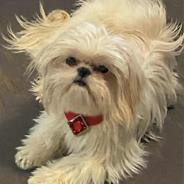 Bianca - Shih Tzu
