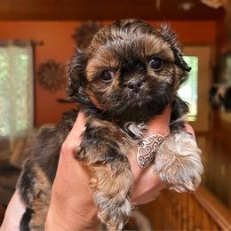 Guppy - Red and white male Shih Tzu puppy in Nekoosa, Wisconsin from Brox Acres House of Fur LLC