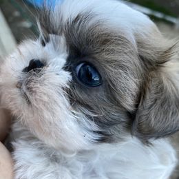 Maggie Mae - Shih Tzu