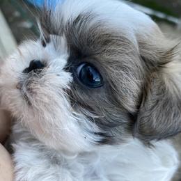 Maggie Mae - Shih Tzu