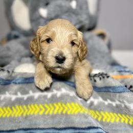 Cockapoo and Goldendoodle Puppies from Capital Doodles