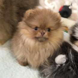 Flower - Lavender female Pomeranian puppy in Newport Beach, California from Exotic City Pomeranians and chihuahuas
