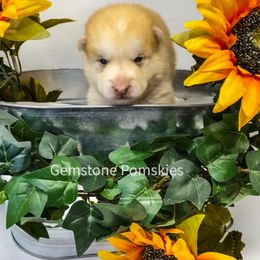 Pomsky Puppies from Gemstone Pomskies
