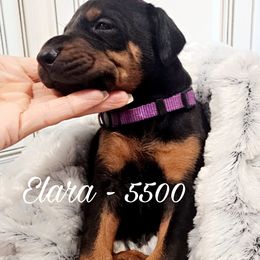 Elara - Black and rust female Doberman Pinscher puppy in Aurora, Indiana from Double-Take Doberman Kennels