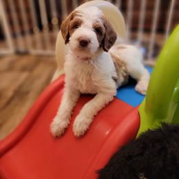 Labradoodle Puppies from Tyson's Farm Doodles