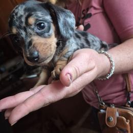 Freddy - Dapple male Dachshund puppy in Wakeman, Ohio from Angie's Adorable Dachshunds