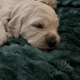 Hot pink collar - Light golden female Golden Retriever puppy in New Canton, Virginia from Mount Calm Golden Retrievers
