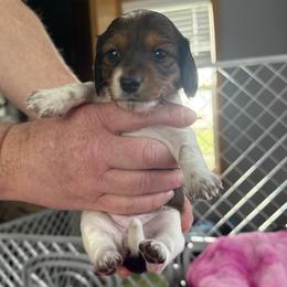 Brittany - Piebald female Dachshund puppy in Milo, Missouri from Gillian’s Darling’ Doxies