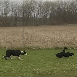 Female 4 - Black and white female Border Collie puppy in Avilla, Indiana from Borderline Kennels