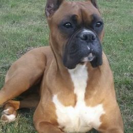 Boxers from French Quarter Boxers
