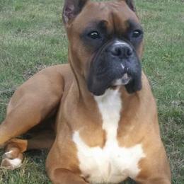 Boxers from French Quarter Boxers
