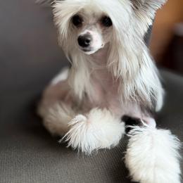 Lee - Chinese Crested